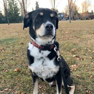 Meet your Posher, Naz